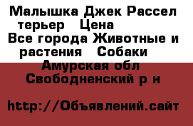 Малышка Джек Рассел терьер › Цена ­ 40 000 - Все города Животные и растения » Собаки   . Амурская обл.,Свободненский р-н